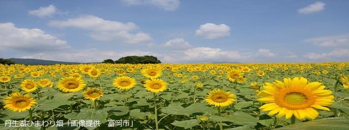 丹生湖　ひまわり畑