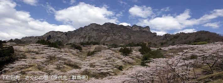 下仁田町　さくらの里